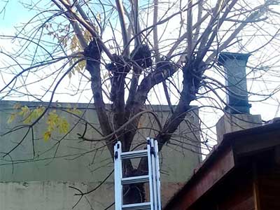Trabajos recientes