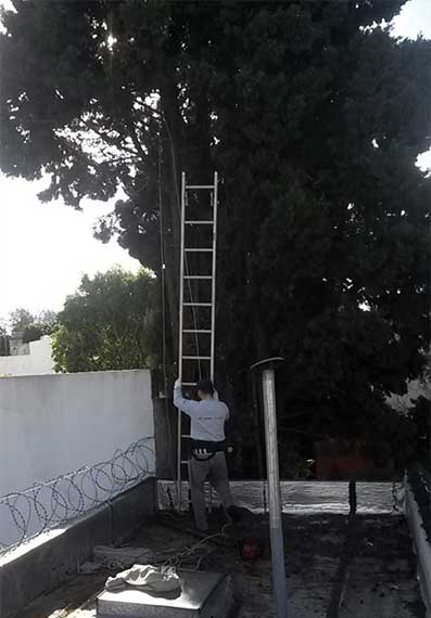 Realizando poda de árbol