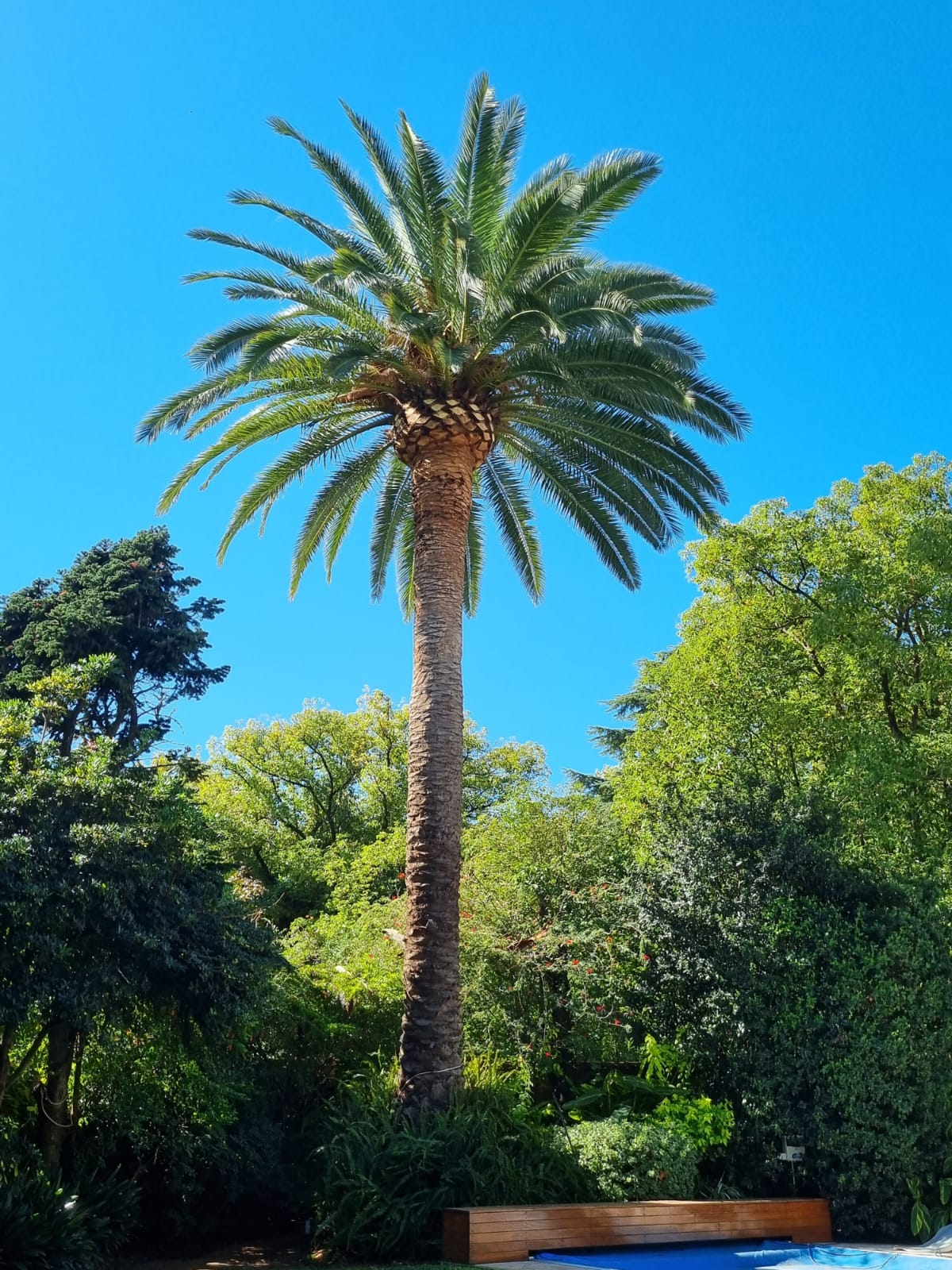 Palmera