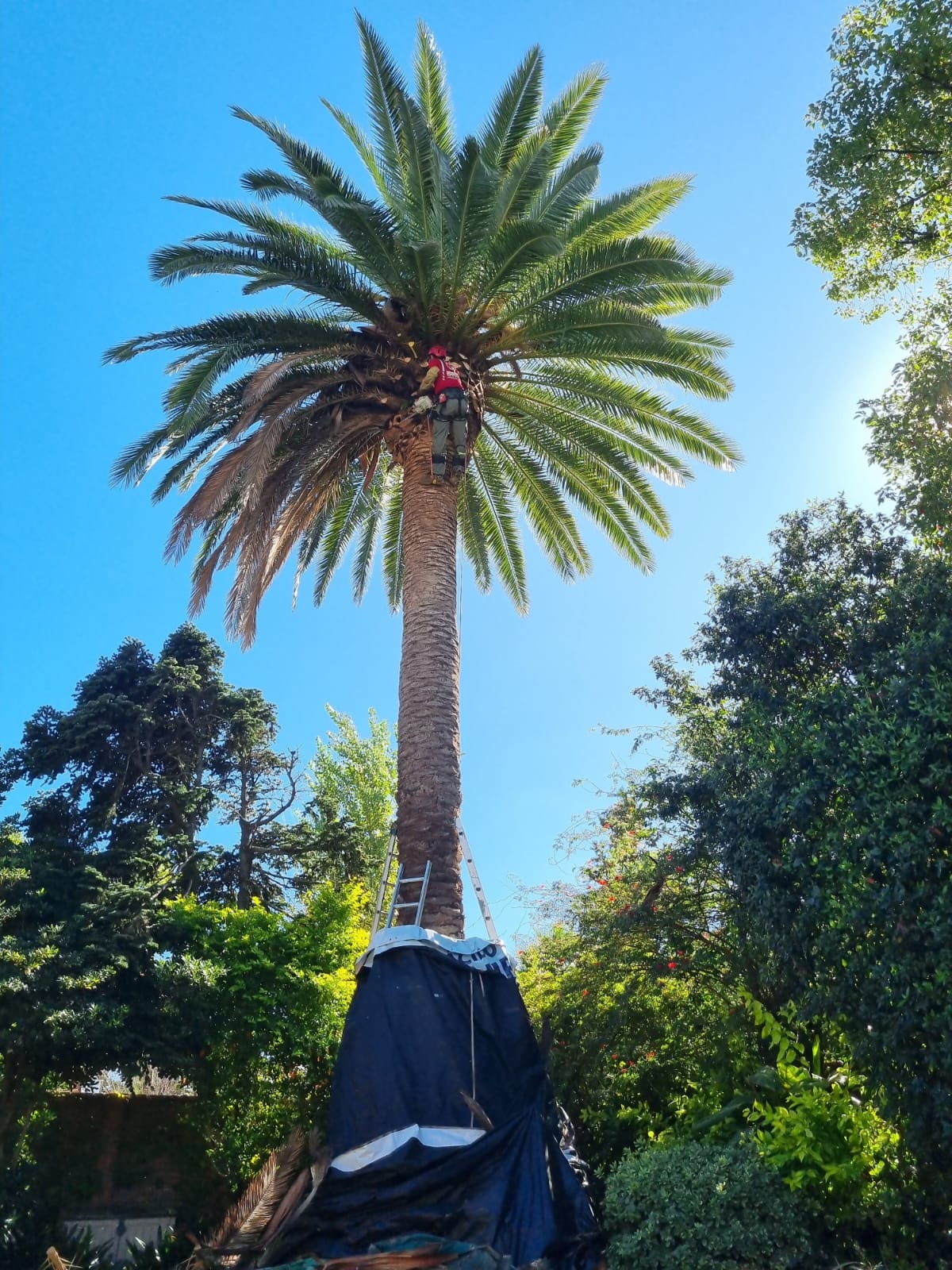 Poda de palmera en altura